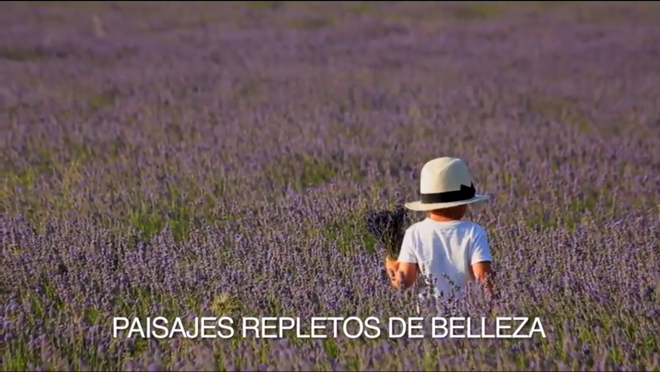 Lavanda