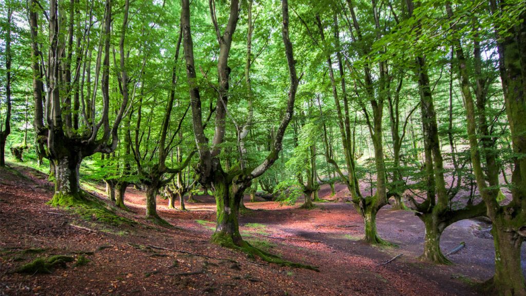 Hayedo-Otzarreta-Gorbeia