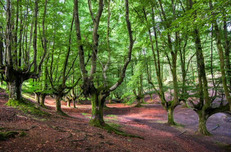 Hayedo-Otzarreta-Gorbeia