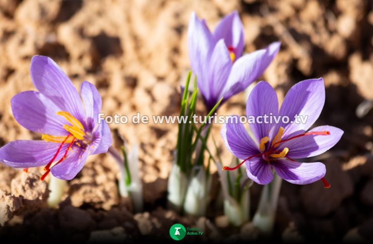Flor del azafrán